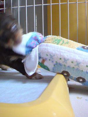 あばれるチワックス