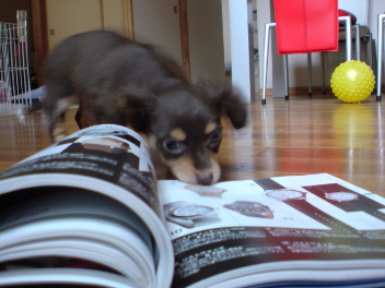 読書チワックス